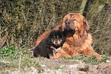 DOGUE DU TIBET 496